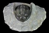 Detailed Hollardops Trilobite - Ofaten, Morocco #138941-6